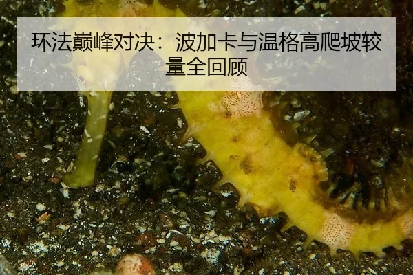 环法巅峰对决：波加卡与温格高爬坡较量全回顾